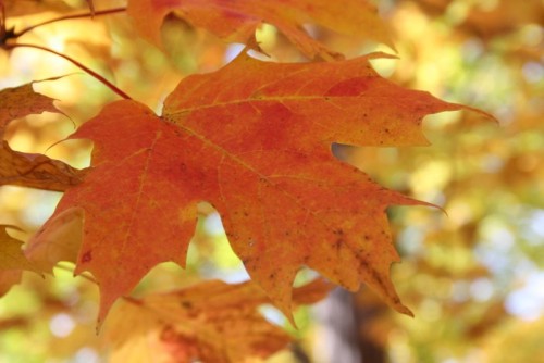 Fall Leaves
