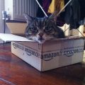 Cat in Amazon box (wikimedia commons)