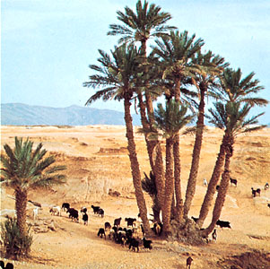 oasis.jpg oasis.jpg